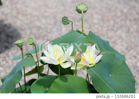 鉢植え 蓮の花 鉢植え 蓮の花 132686201
