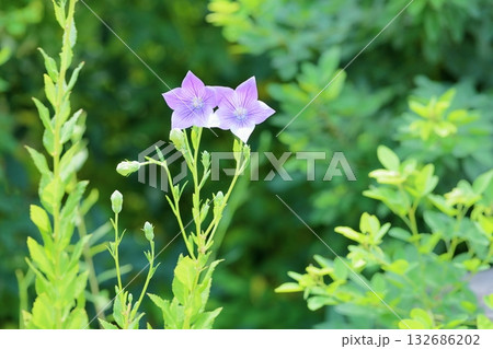爽やか　桔梗の花　秋の七草 132686202