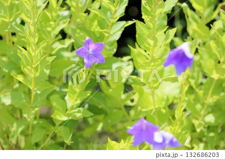 爽やか　桔梗の花　秋の七草 132686203