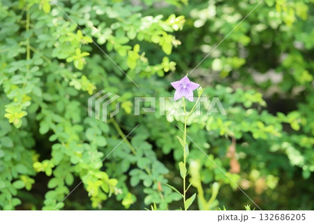 爽やか 桔梗の花 秋の七草 爽やか 桔梗の花 秋の七草 132686205