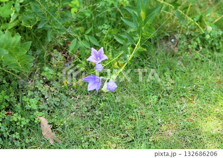 爽やか　桔梗の花　秋の七草 132686206