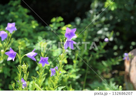 爽やか　桔梗の花　秋の七草 132686207