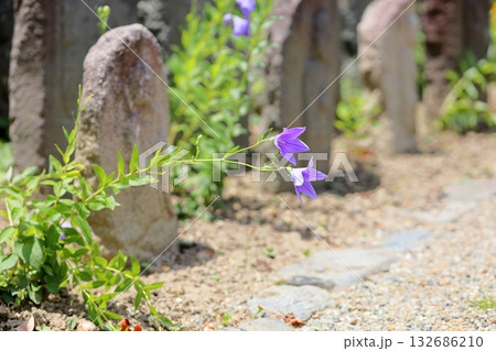 桔梗の花と石仏の群れ 132686210