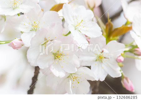 桜の花【品種：小汐山】 132686285