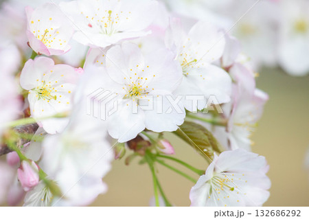 桜の花【品種:小汐山】 桜の花【品種:小汐山】 132686292