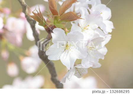 桜の花【品種:小汐山】 桜の花【品種:小汐山】 132686295