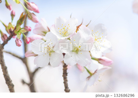 桜の花【品種：小汐山】 132686296