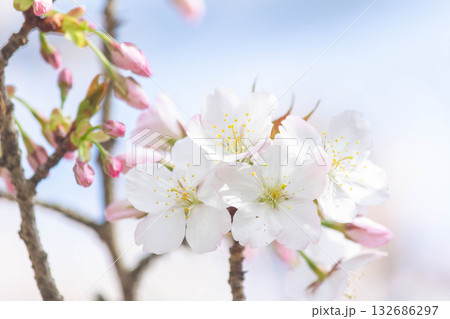 桜の花【品種：小汐山】 132686297