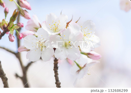 桜の花【品種：小汐山】 132686299