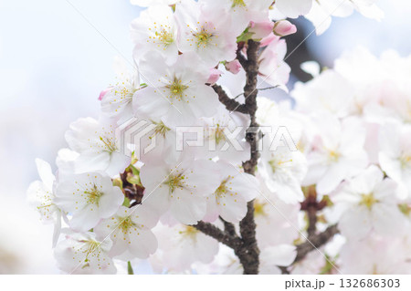 桜の花【品種:小汐山】 桜の花【品種:小汐山】 132686303