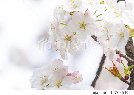 桜の花【品種:小汐山】 桜の花【品種:小汐山】 132686305
