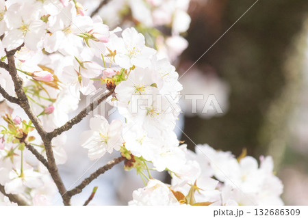 桜の花【品種:小汐山】 桜の花【品種:小汐山】 132686309