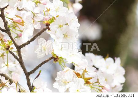 桜の花【品種：小汐山】 132686311
