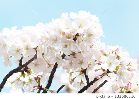 桜の花【品種：小汐山】 132686316