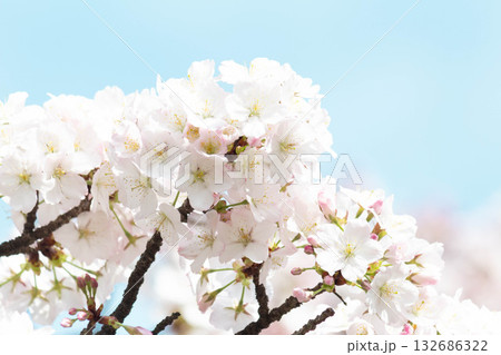 桜の花【品種:小汐山】 桜の花【品種:小汐山】 132686322