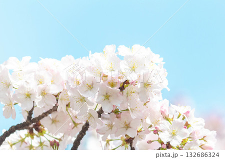 桜の花【品種:小汐山】 桜の花【品種:小汐山】 132686324