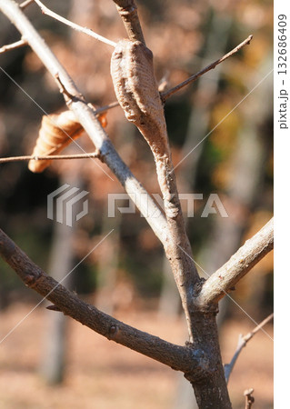 チョウセンカマキリの卵 チョウセンカマキリの卵 132686409