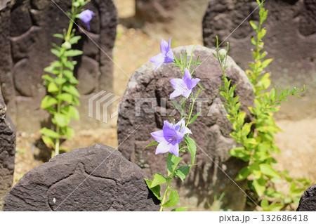 爽やか　桔梗の花　秋の七草 132686418