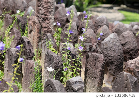 桔梗の花と石仏の群れ 桔梗の花と石仏の群れ 132686419
