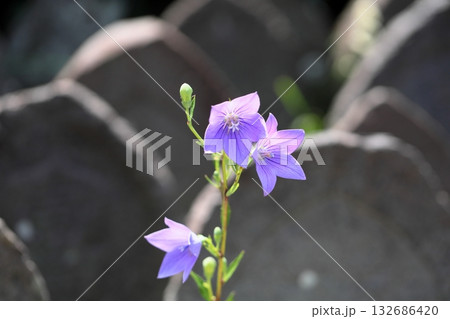 爽やか 桔梗の花 秋の七草 爽やか 桔梗の花 秋の七草 132686420
