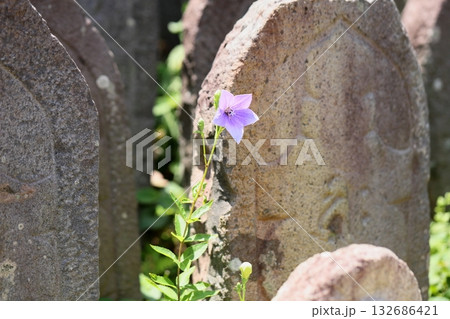 爽やか　桔梗の花　秋の七草 132686421