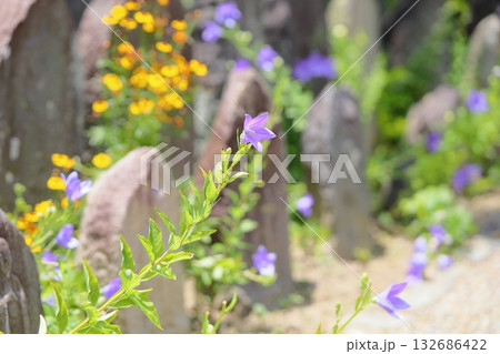 爽やか　桔梗の花　秋の七草 132686422