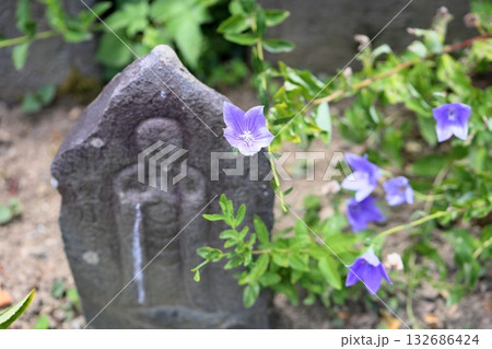 爽やか　桔梗の花　秋の七草 132686424