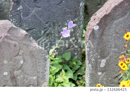 爽やか　桔梗の花　秋の七草 132686425