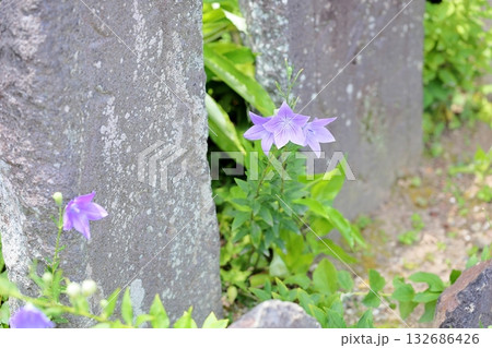 爽やか　桔梗の花　秋の七草 132686426