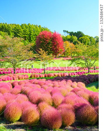 北海道の絶景 ゆにガーデンのコキアの丘 132686437