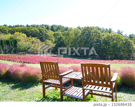 北海道の絶景 ゆにガーデンのコキアの丘 132686438