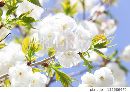 桜の花【品種:白妙】 桜の花【品種:白妙】 132686472