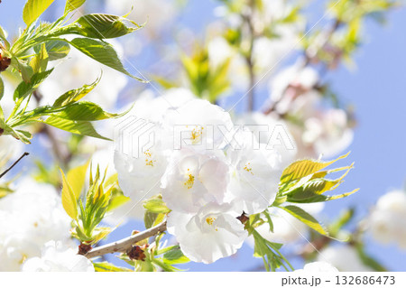 桜の花【品種:白妙】 桜の花【品種:白妙】 132686473