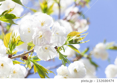 桜の花【品種：白妙】 132686474