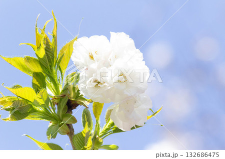 桜の花【品種：白妙】 132686475