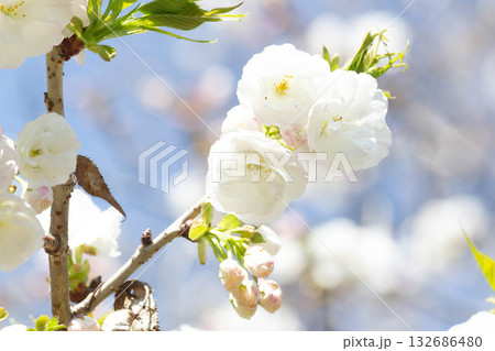桜の花【品種：白妙】 132686480
