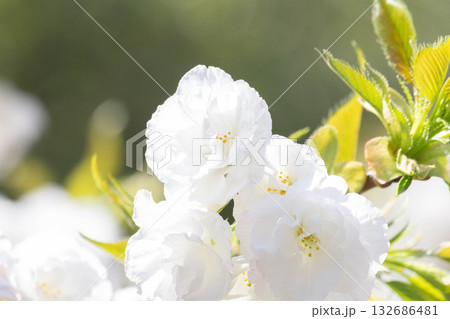 桜の花【品種：白妙】 132686481