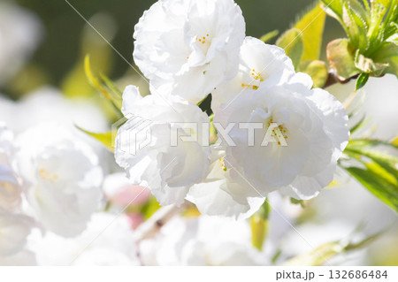 桜の花【品種：白妙】 132686484