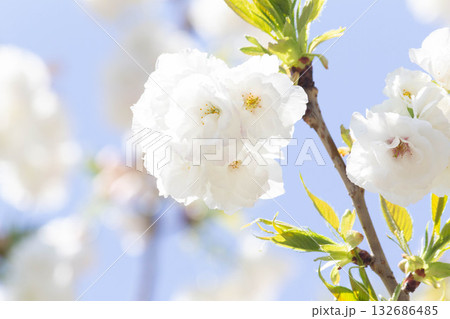 桜の花【品種：白妙】 132686485
