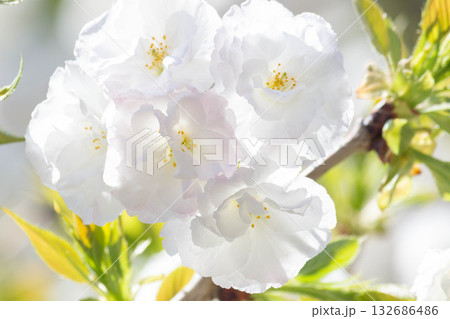 桜の花【品種：白妙】 132686486