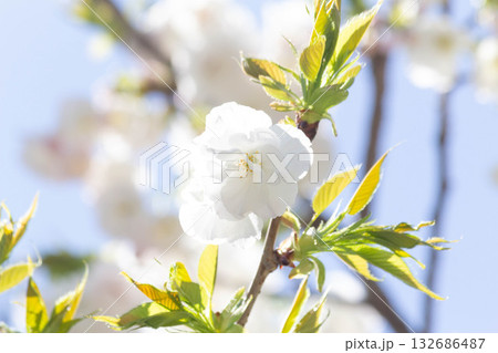 桜の花【品種：白妙】 132686487