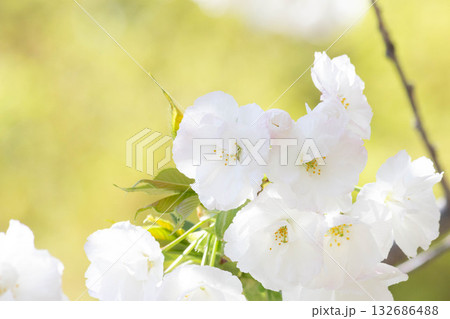 桜の花【品種:白妙】 桜の花【品種:白妙】 132686488