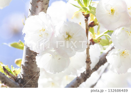 桜の花【品種：白妙】 132686489