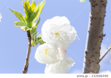 桜の花【品種:白妙】 桜の花【品種:白妙】 132686490
