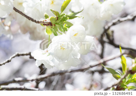 桜の花【品種：白妙】 132686491