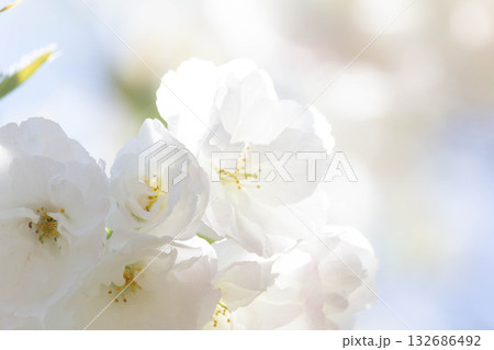 桜の花【品種：白妙】 132686492