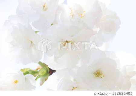 桜の花【品種：白妙】 132686493