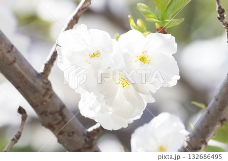 桜の花【品種：白妙】 132686495