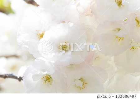 桜の花【品種：白妙】 132686497