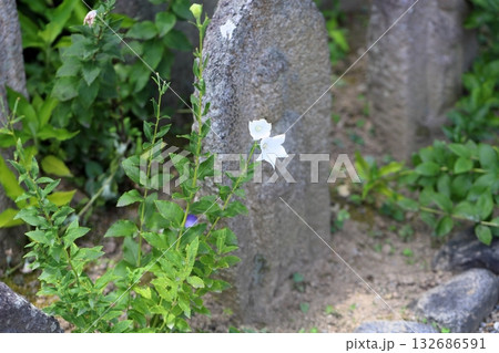 爽やか 白色桔梗の花 秋の七草 爽やか 白色桔梗の花 秋の七草 132686591